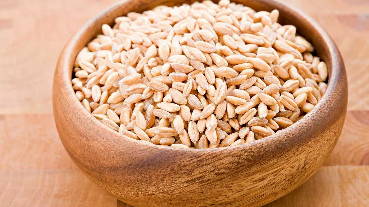 The Barley Revolution: How This Ancient Grain Is Transforming Modern Diets